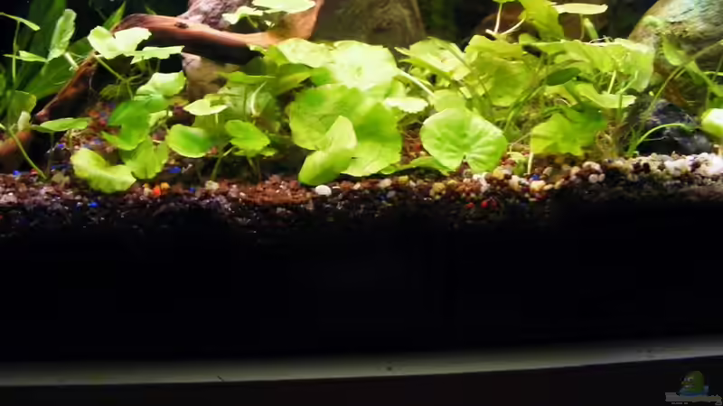 Hydrocotyle...ein Selbstversuch....