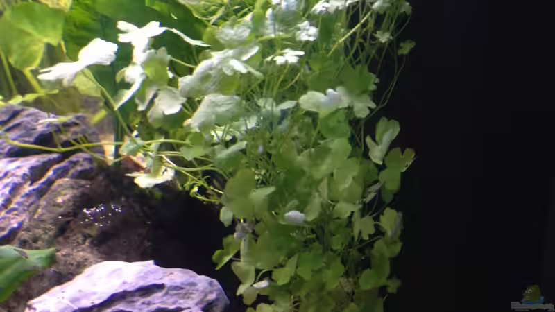 Hydrocotyle  tripartita von ulli85 (5)