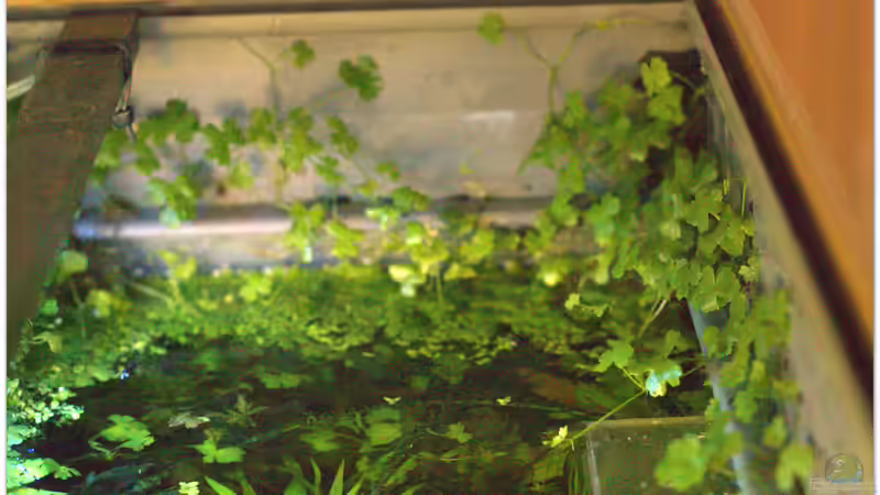 Hydrocotyle auf Abwegen von hotwheelz (24)