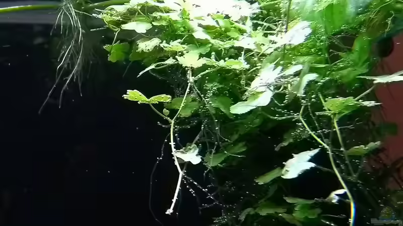 Hydrocotyle cf. tripartita 03.02.2018 von C-NA (25)