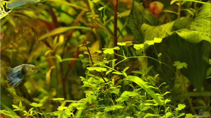 Hydrocotyle cf. tripartita von hotwheelz (18)