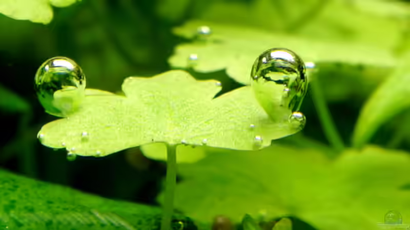 Hydrocotyle cf. tripartita von Micha... (20)