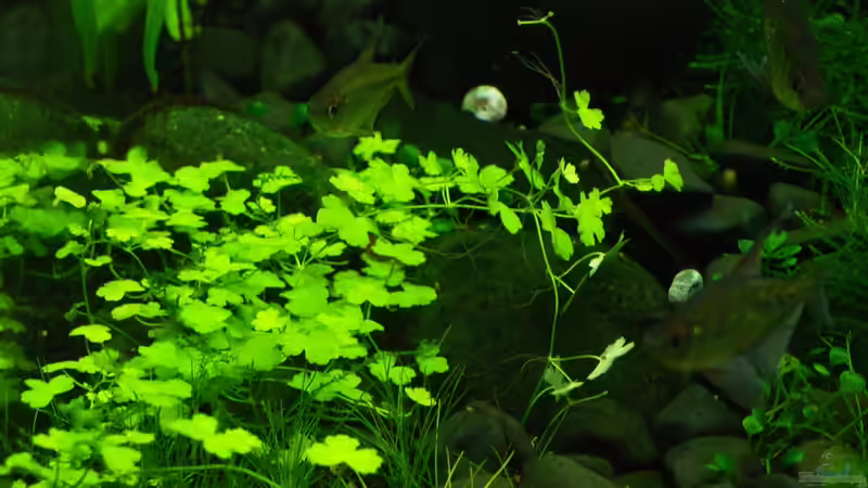 Hydrocotyle cf. tripartita von Pseudomugil (18)