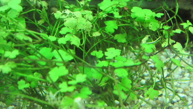 Hydrocotyle cf. tripartita von Tigerlotus (46)