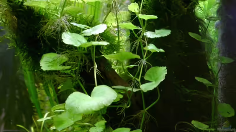 Hydrocotyle leucocephala - Brasilianischer Wassernabel von Piscis (6)