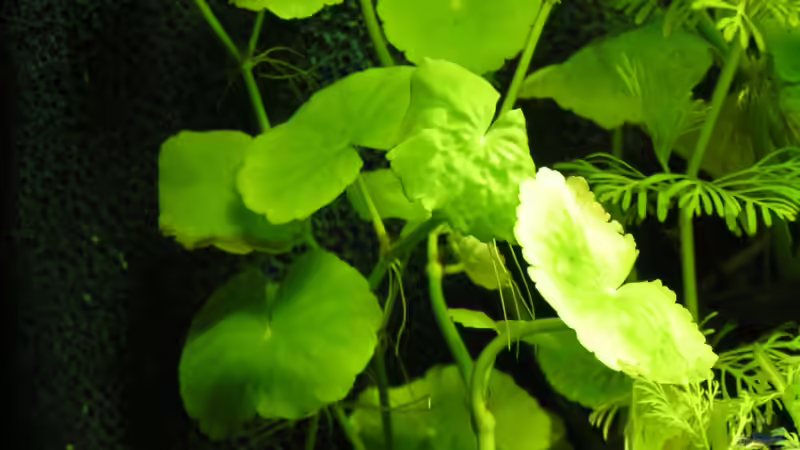 Hydrocotyle leucocephala - Brasiliansicher Wassernabel von Peggy (4)