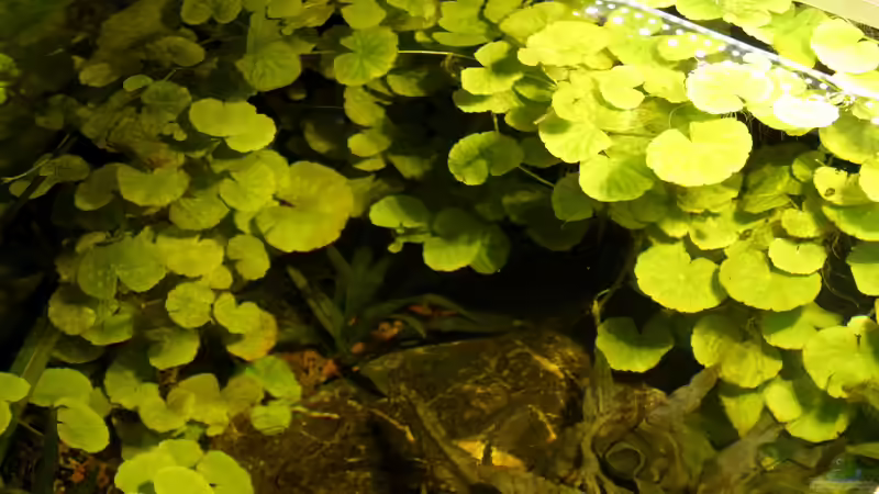 Hydrocotyle leucocephala--auch flutend an der Oberfläche von die Perle... (23)