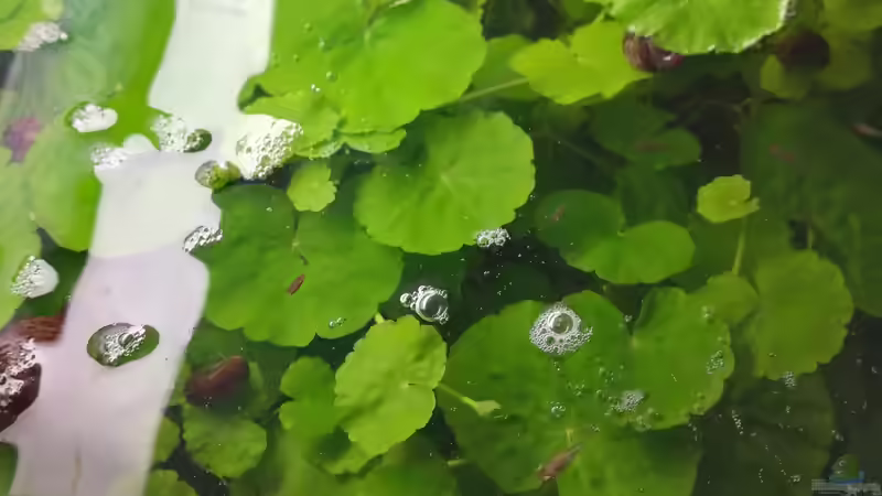 Hydrocotyle leucocephala, Brasilianischer Wassernabel von Daniel Krmr (2)