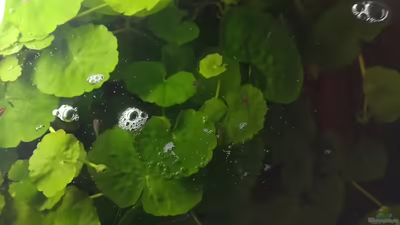 Hydrocotyle leucocephala, Brasilianischer Wassernabel von Daniel Krmr (3)
