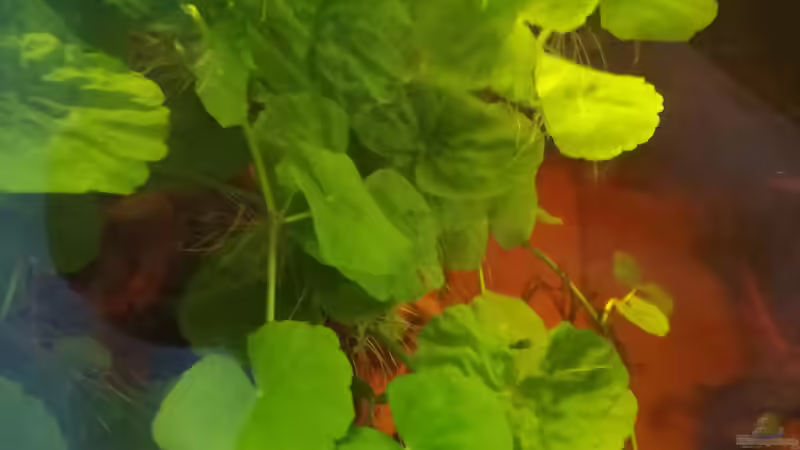 Hydrocotyle leucocephala, Brasilianischer Wassernabel von Daniel Krmr (4)