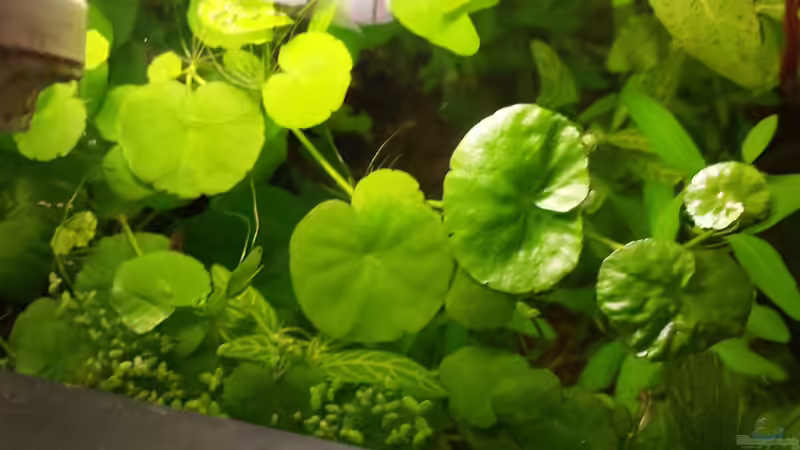 Hydrocotyle leucocephala -Brasilianischer Wassernabel von sonic85 (11)