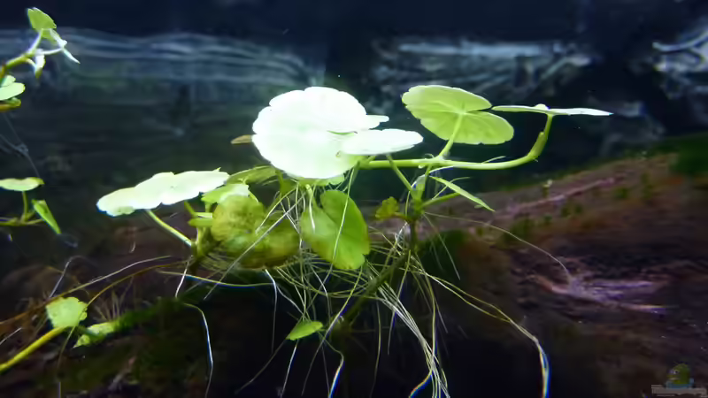 Hydrocotyle leucocephala (brasilianischer Wassernabel) von basSman (4)