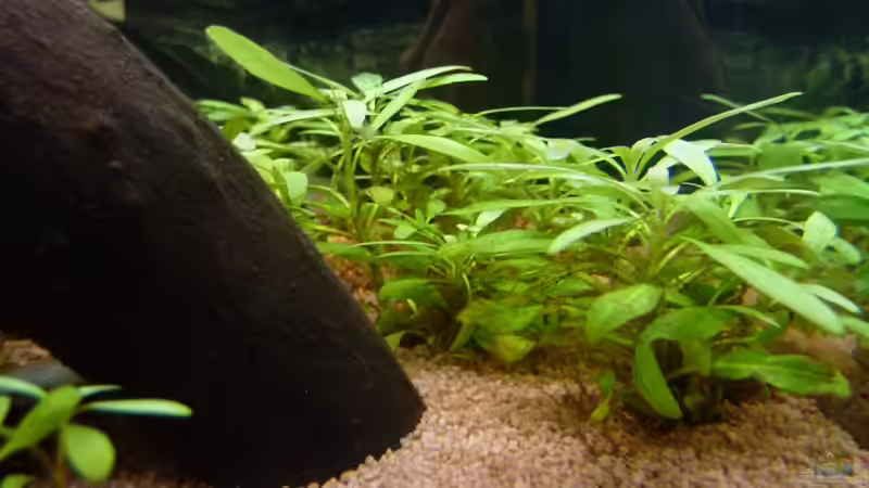 Hydrocotyle leucocephala (brasilianischer Wassernabel) von basSman (7)