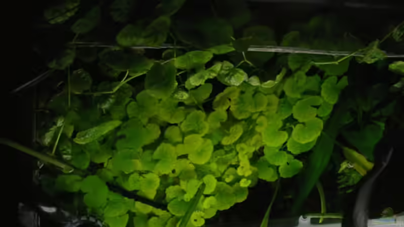 Hydrocotyle leucocephala (Brasilianischer Wassernabel) von condor (10)