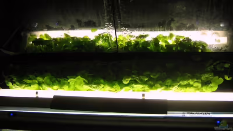 Hydrocotyle leucocephala emers von Aquarium-Bochum (4)