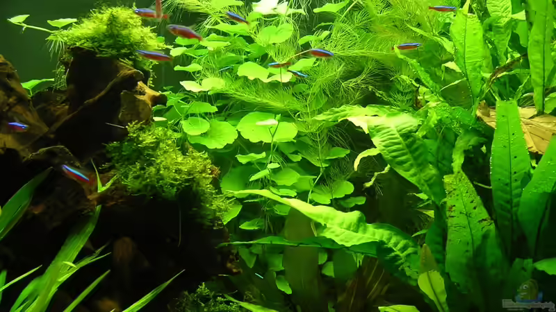 Hydrocotyle leucocephala (hinten) von Christian Grunwald (31)