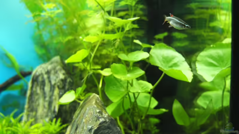 hydrocotyle leucocephala von axolotl (28)