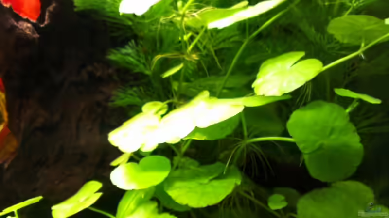 Hydrocotyle leucocephala von bocap (14)