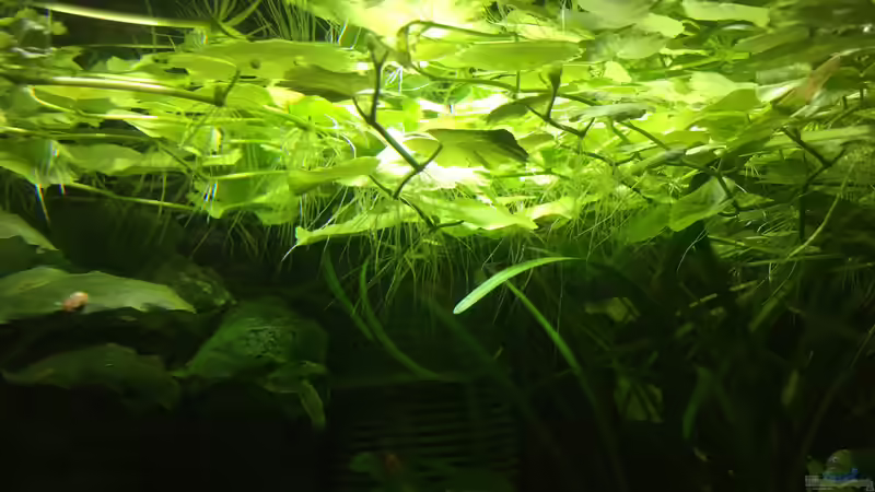 Hydrocotyle leucocephala von Danny (16)