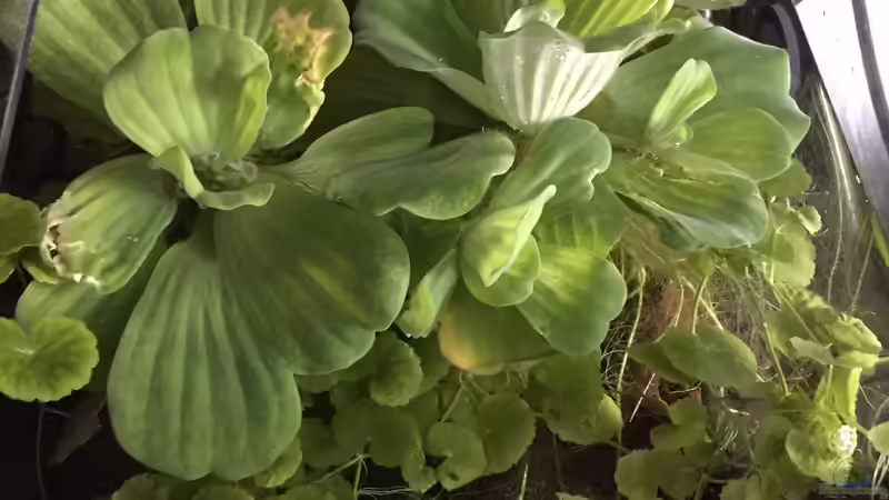 Hydrocotyle leucocephala von Danny (9)