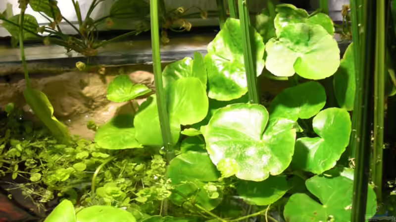 Hydrocotyle leucocephala von **Die Julia** (9)
