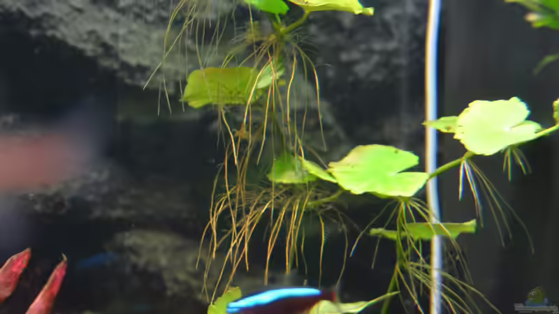Hydrocotyle leucocephala von DonTango (7)