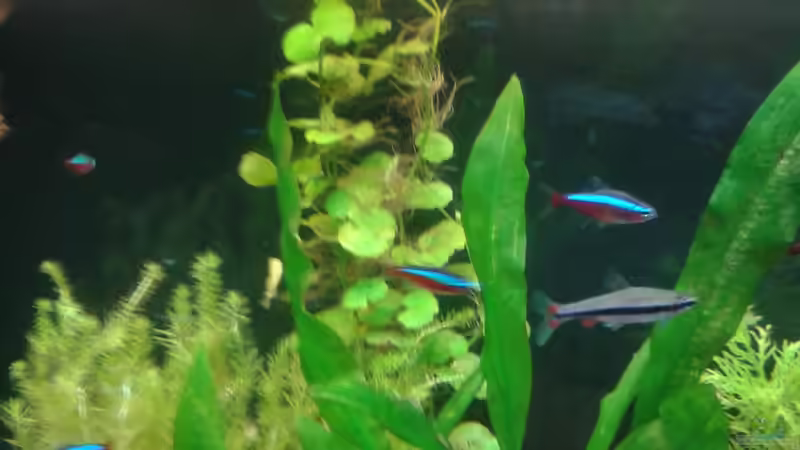 Hydrocotyle leucocephala von Kai Heermann (10)