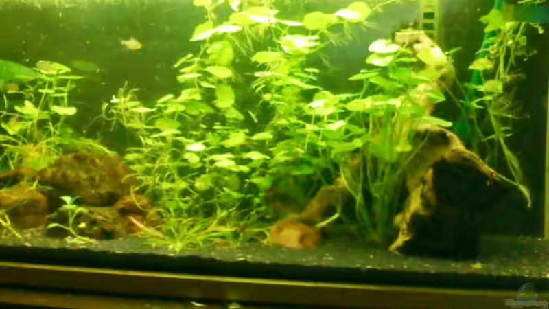 Hydrocotyle leucocephala von Launebär (3)