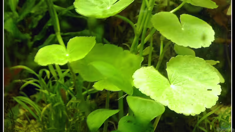 Hydrocotyle leucocephala von mariajudyta (11)