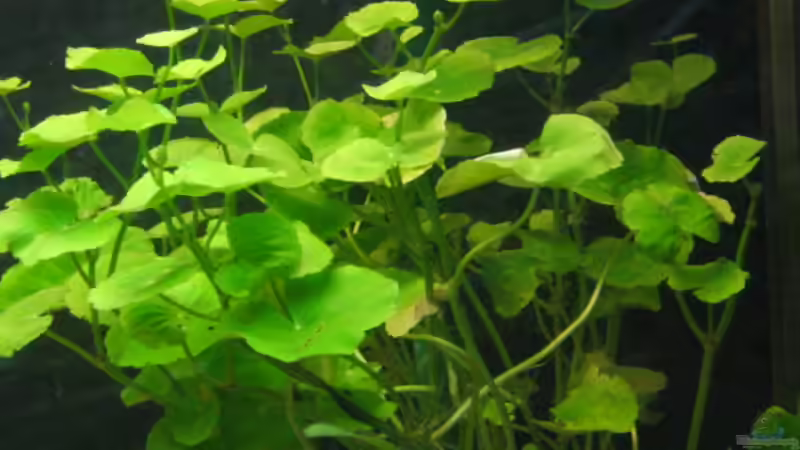 Hydrocotyle leucocephala von Mike Nebenführ (4)