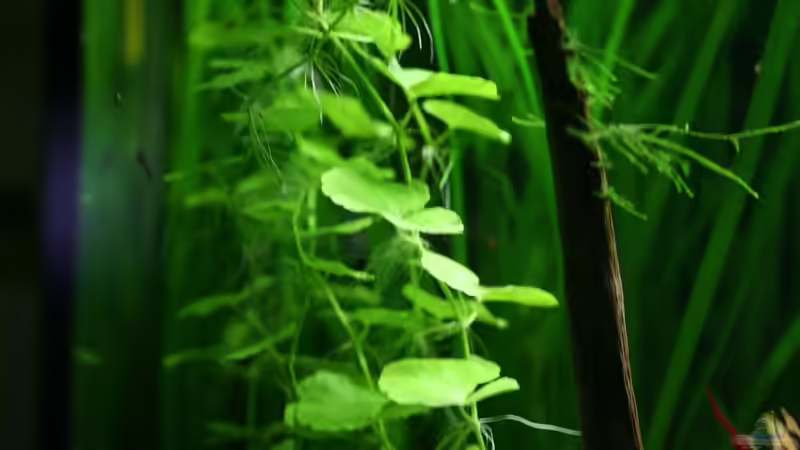 Hydrocotyle leucocephala von Olli N. (11)