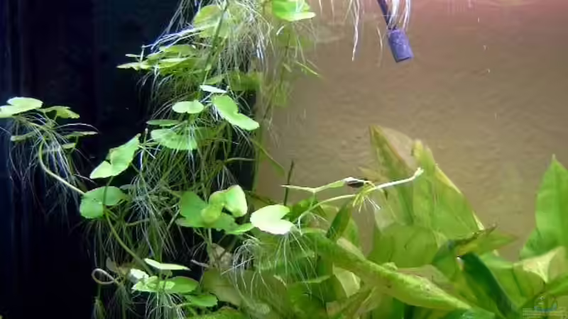 Hydrocotyle leucocephala von Patricia Brandt (3)