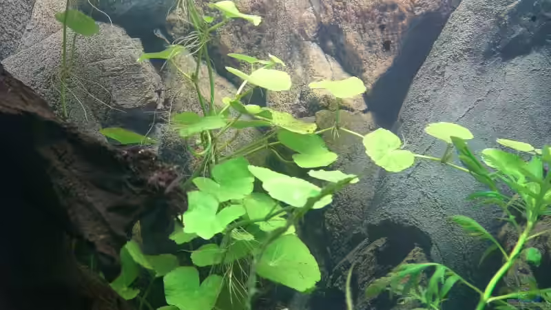 hydrocotyle leucocephala von Stephan Fehringer (11)