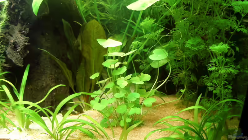 Hydrocotyle leucocephala von Susanne Kruse (13)