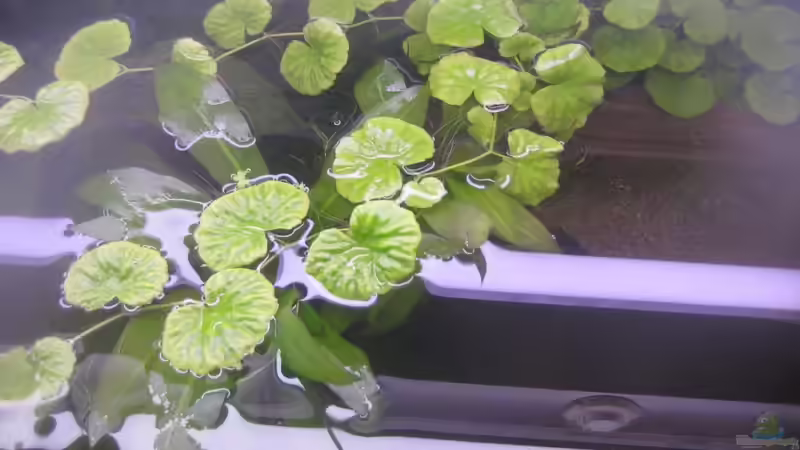 Hydrocotyle leucocephala von Tiburón (18)