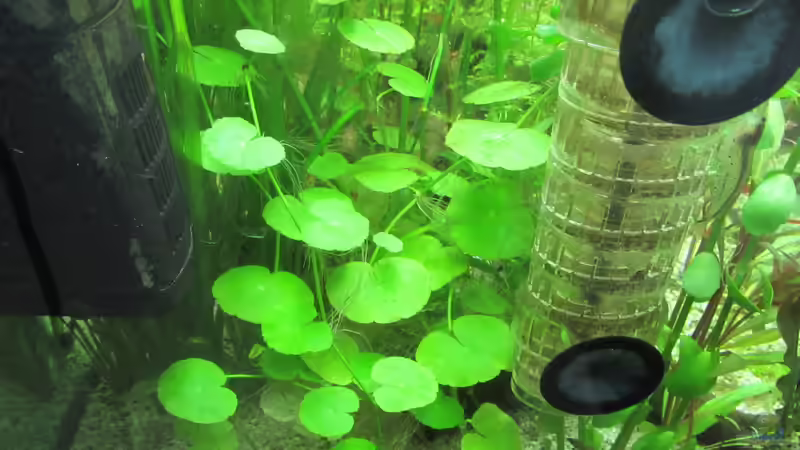 Hydrocotyle leucocephala von Tigerlotus (30)