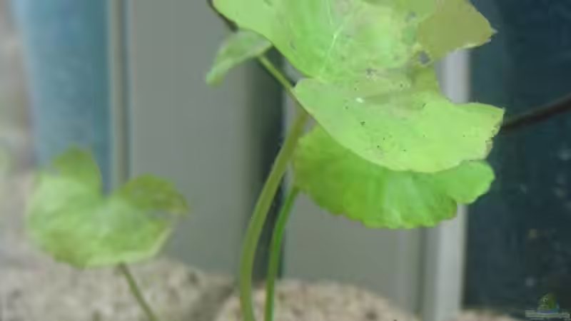 Hydrocotyle leucocephala (Wassernabel) von Tiburón (16)