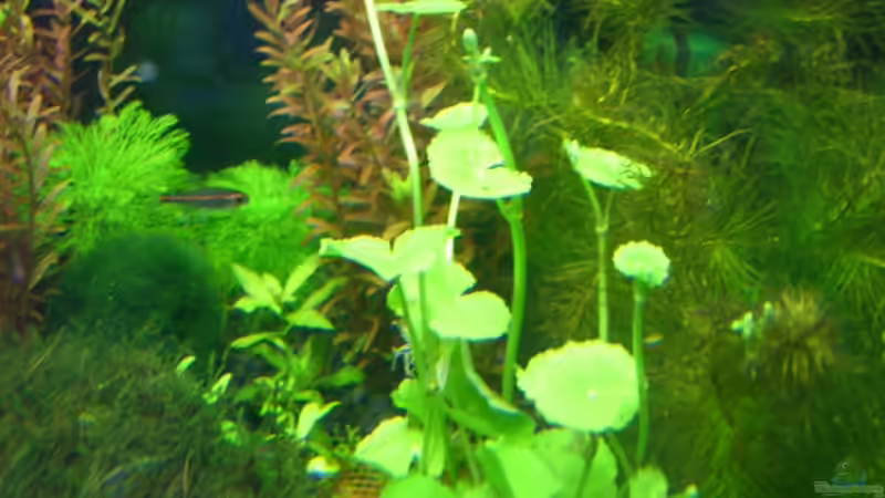 Hydrocotyle leucophala von Michael J. (6)