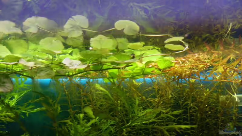 hydrocotyle sibthorpioides, hygrophilia difformis und rotala indica (rotundifolia) von Stefano83 (15)