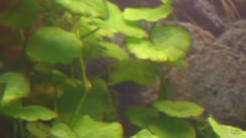 Hydrocotyle sibthorpioides von Monika Maier (10)