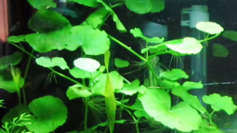 Hydrocotyle sibthorpioides von Monika Maier (8)