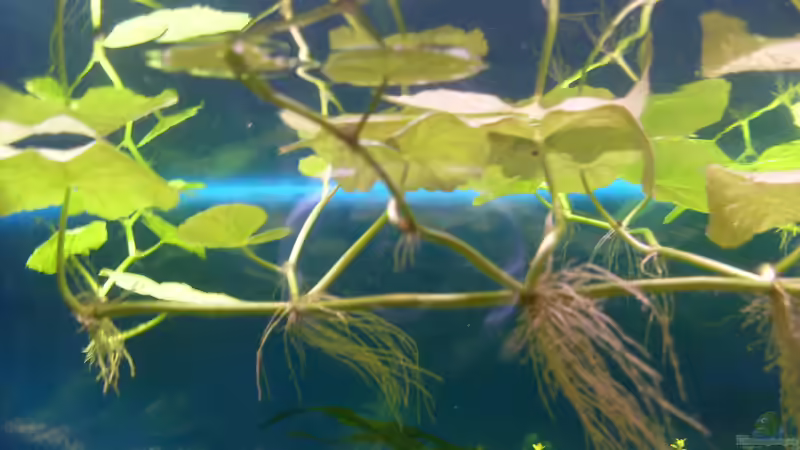 hydrocotyle sibthorpioides von Stefano83 (14)