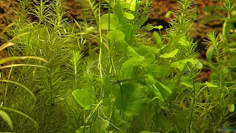 Aquarien mit Hydrocotyle sibthorpioides (Kleinblättriger Wassernabel)