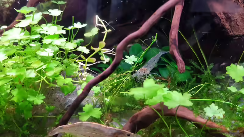 Hydrocotyle tripartita, dahinter Cryptocoryne parva und Anubias nana von Julia S. (5)