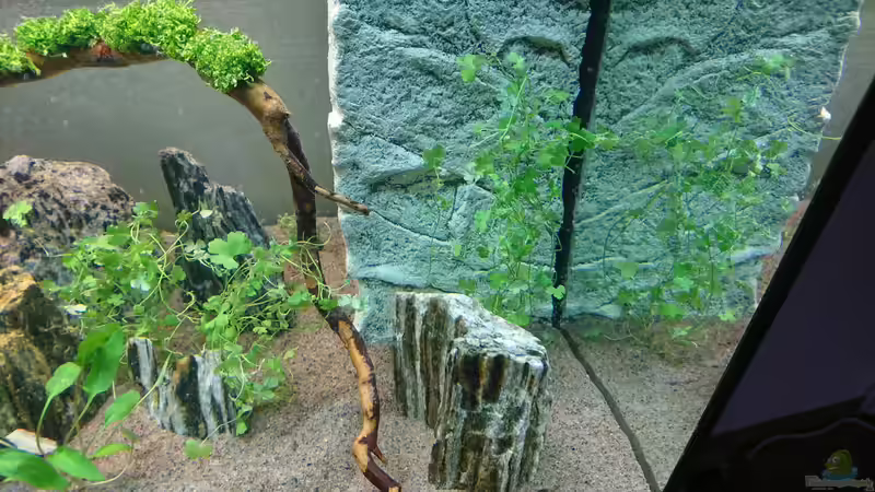 Hydrocotyle tripartita  von ulli85 (7)