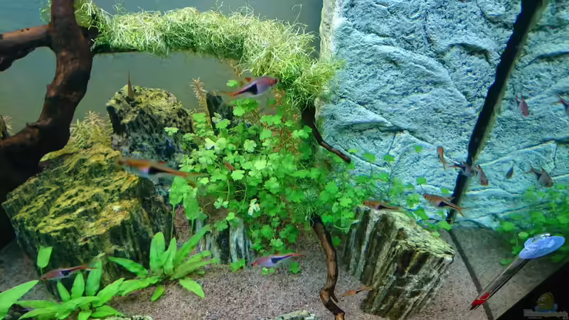 Hydrocotyle tripartita  von ulli85 (8)