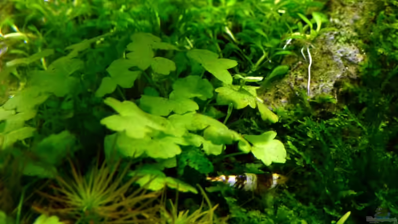 Hydrocotyle tripartita von -serok- (12)