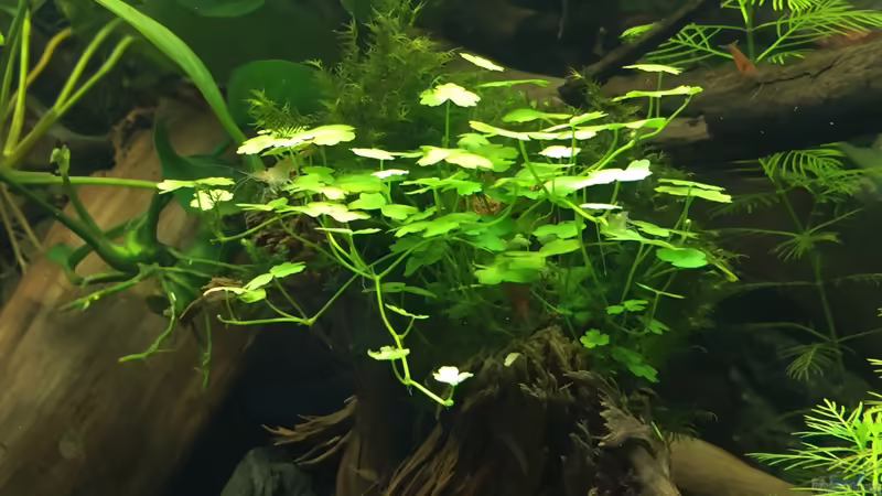 Hydrocotyle tripartita von Danny (31)