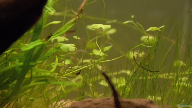 Hydrocotyle tripartita von Dominik (13)