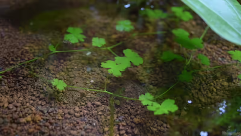 Hydrocotyle tripartita von Junglist (10)